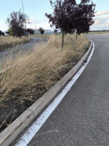 hierba alta para desbrozar