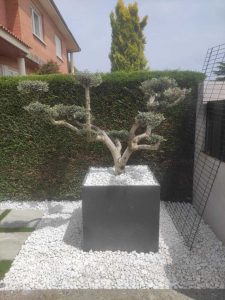 bonsai