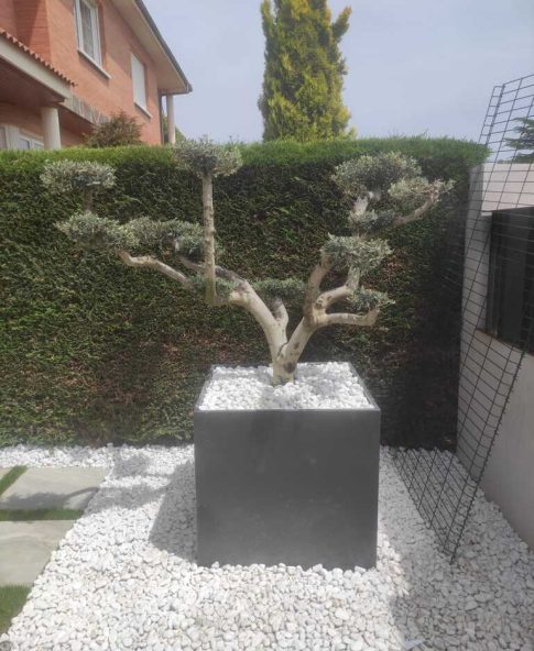 bonsai