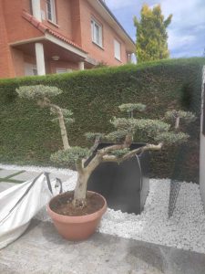 bonsai