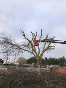 Poda árbol grande en altura