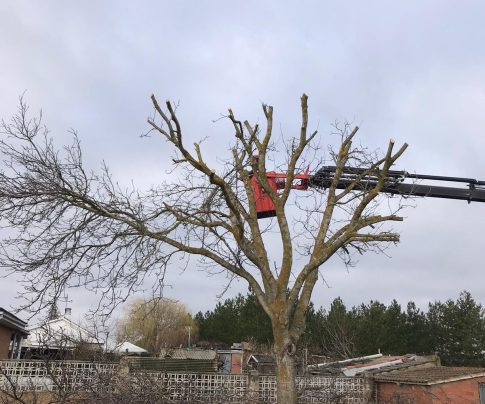 Poda árbol grande en altura