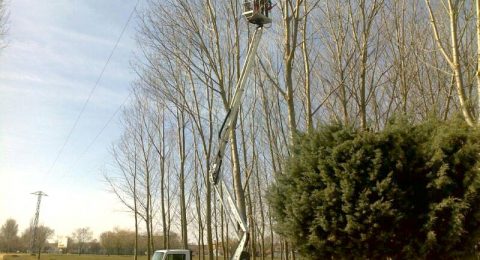 podando arboles en altura