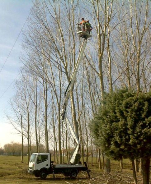 podando arboles en altura