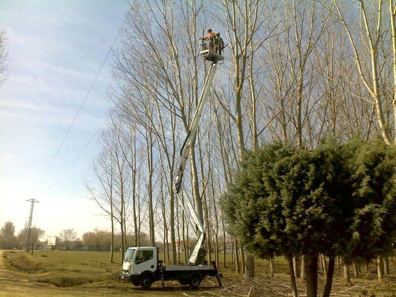 podando arboles en altura