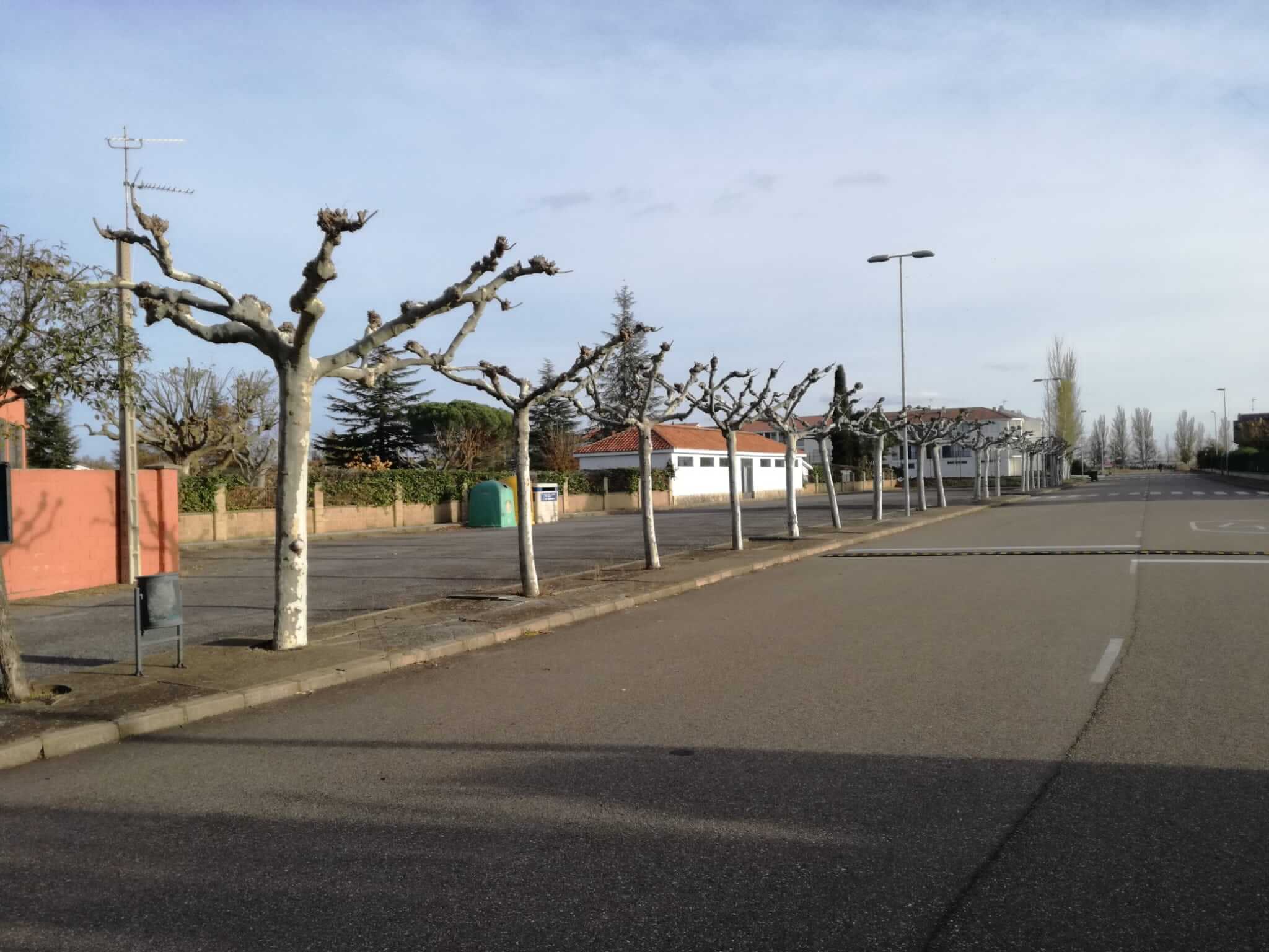 poda árboles en la calle