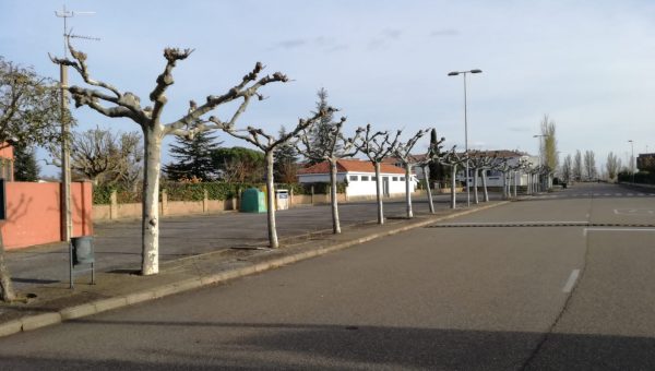 poda de árboles de una calle