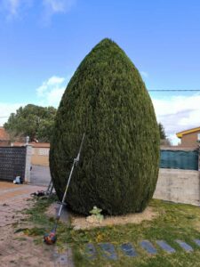 recorte arbusto seto