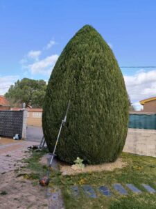 recorte arbusto seto