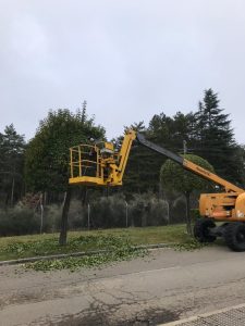 Recortando y adecuando un árbol