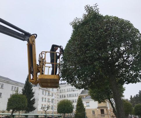 Recorte y poda de árboles en altura