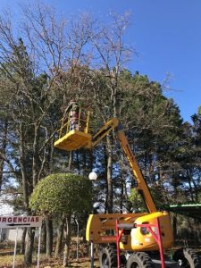 Podando árbol en altura