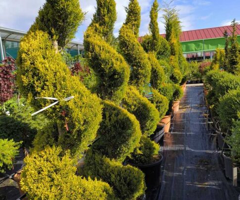 Poda y recortes de setos y arbustos