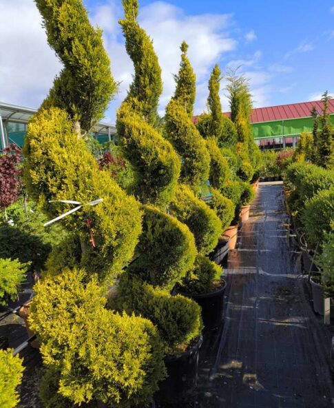 recorte arbusto con figura