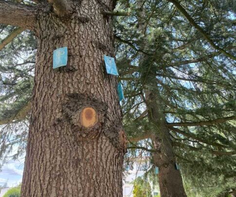 Tratamiento de pinos y poda en altura